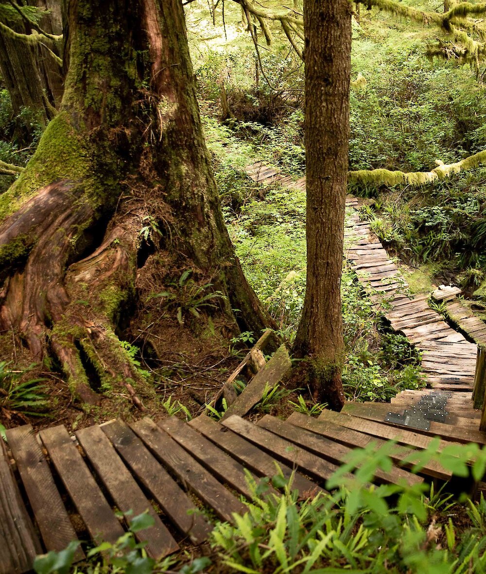 Boardwalk and stairs along the Big Tree Trail
