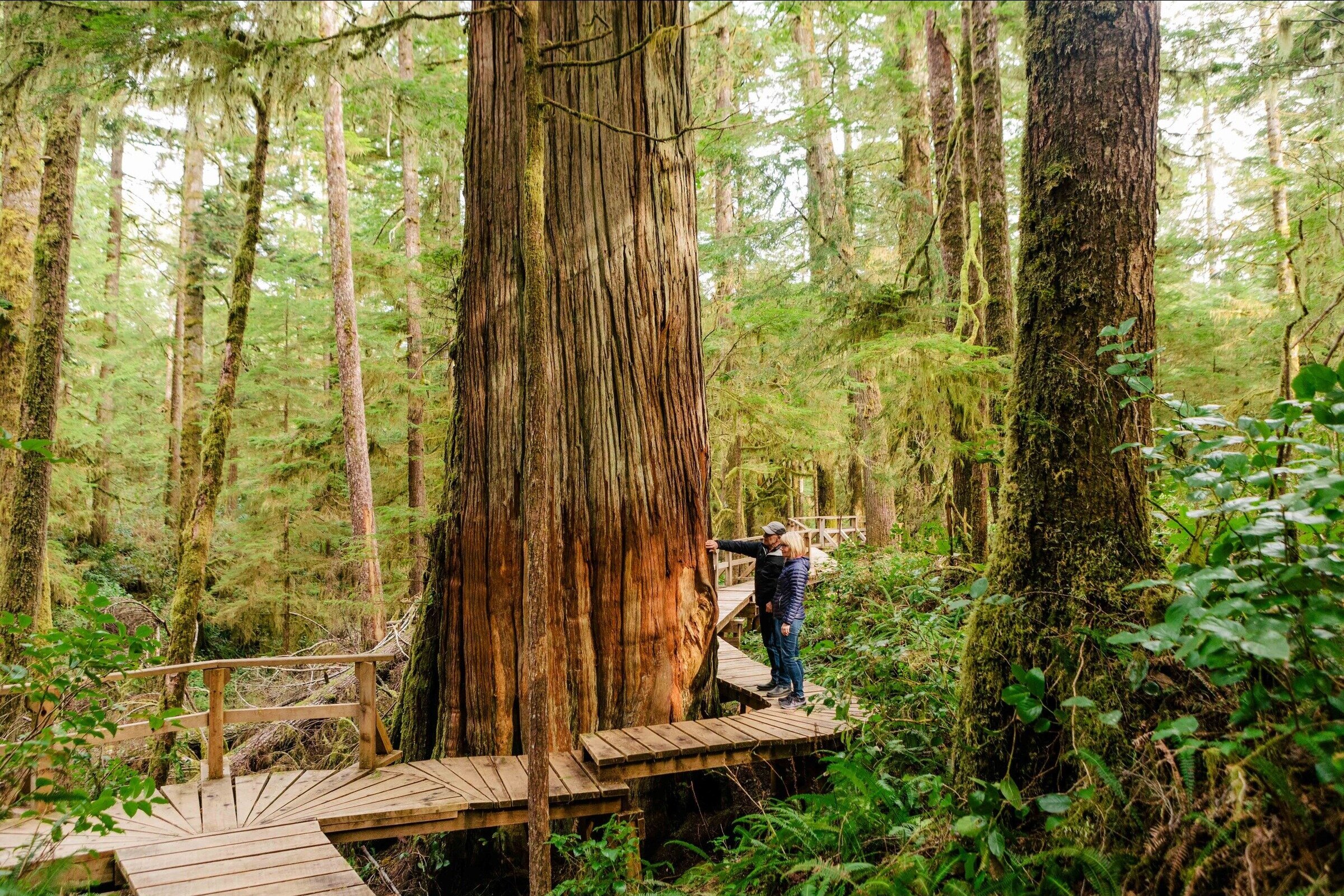 Couple on boardwalk admiring an ancient Western Red Cedar