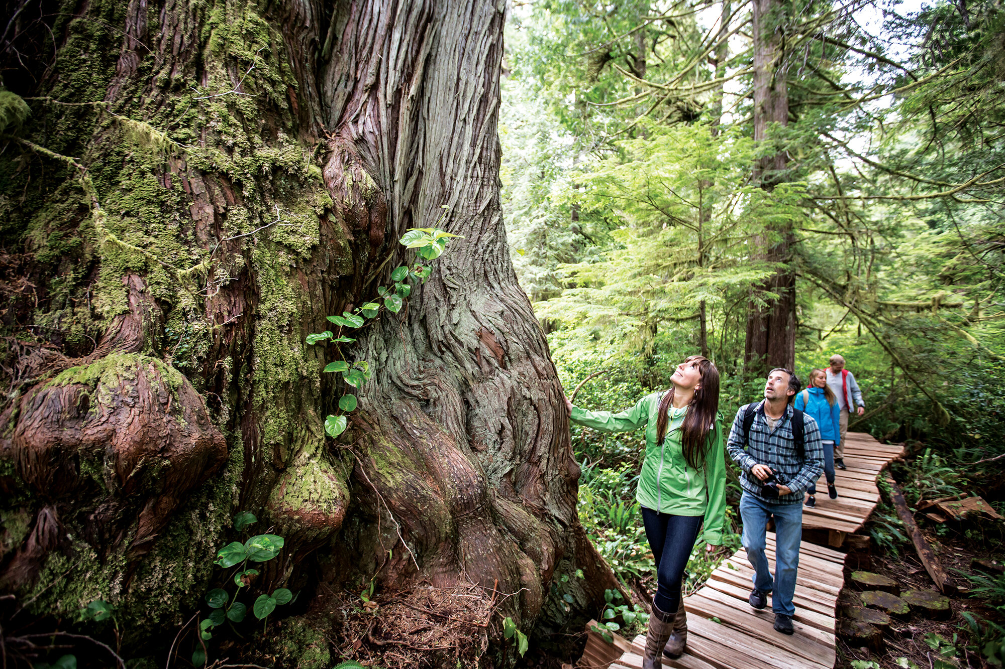 People walking along a boardwalk looking up at old-growth trees